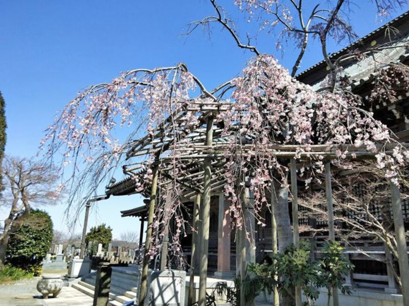 報国寺 のうこつぼ