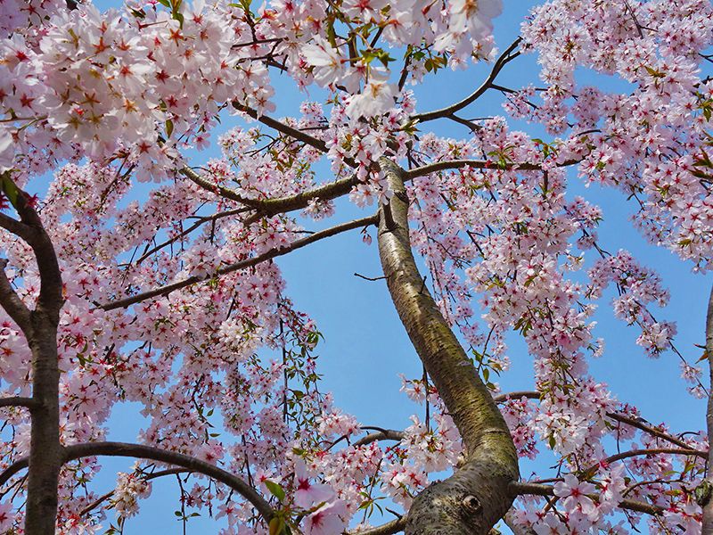 樹木葬「桜雲」