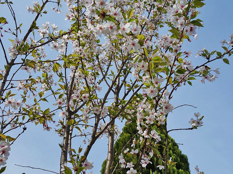 樹木葬「桜雲」
