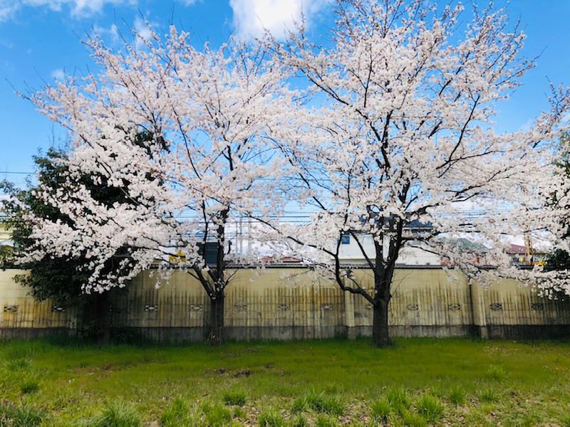 長命寺 のうこつぼ