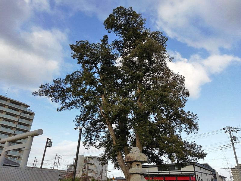 白蓮院墓苑 樹木葬