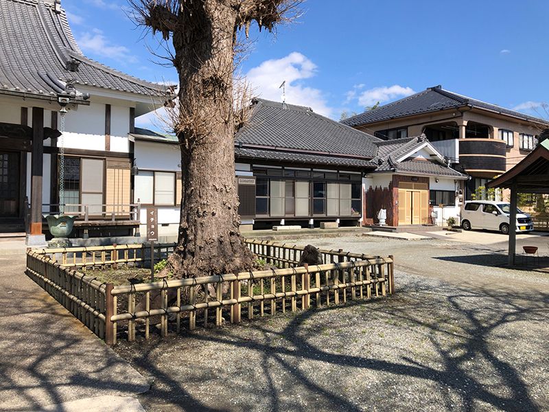 蓮生寺　立派な植栽