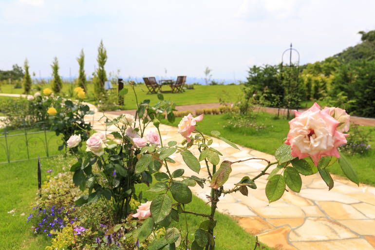 ふれあいの杜 天空　バラの花