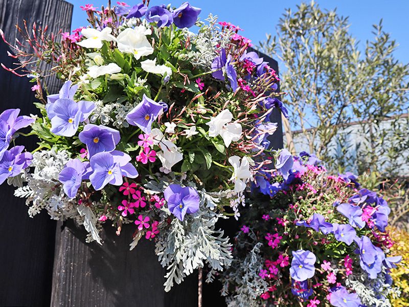 サニープレイス所沢 永代供養墓・樹木葬　四季折々の花