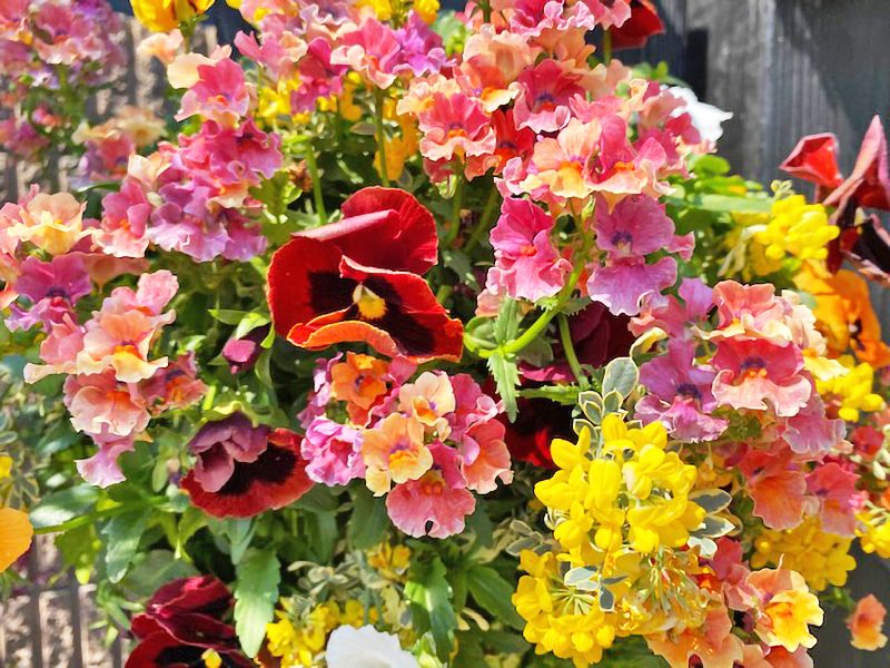 サニープレイス所沢 永代供養墓・樹木葬　園内に咲く花々