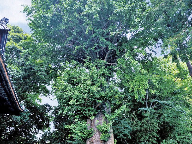 熊谷大樹の里霊園　園内にある立派なイチョウ