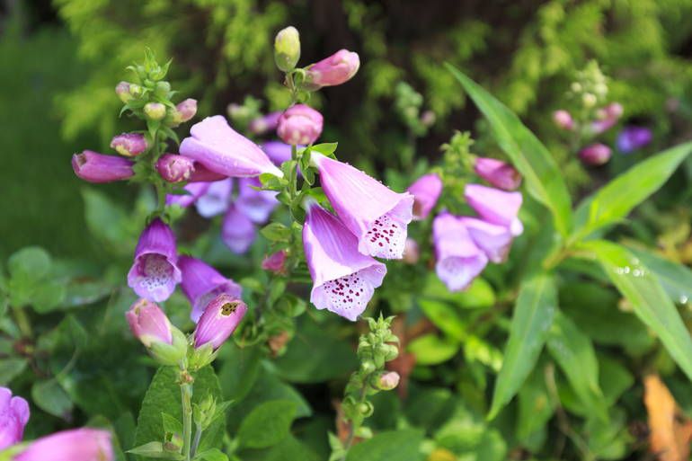 ふれあいの杜 天空　可憐に咲く花