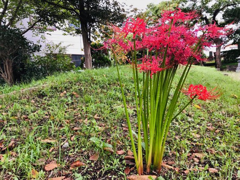 浄福寺 のうこつぼ