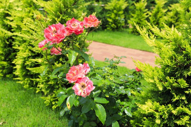 ふれあいの杜 天空　緑と赤のコントラスト