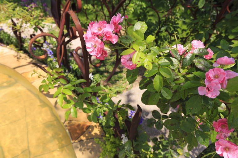 ふれあいの杜 天空　陽の光を浴びる花