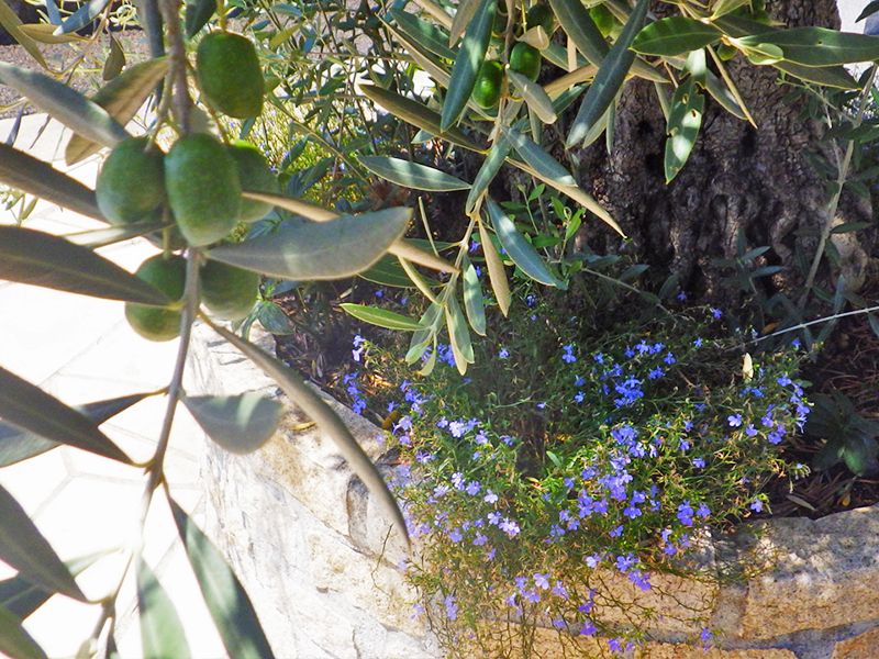 オリーブ光の庭園