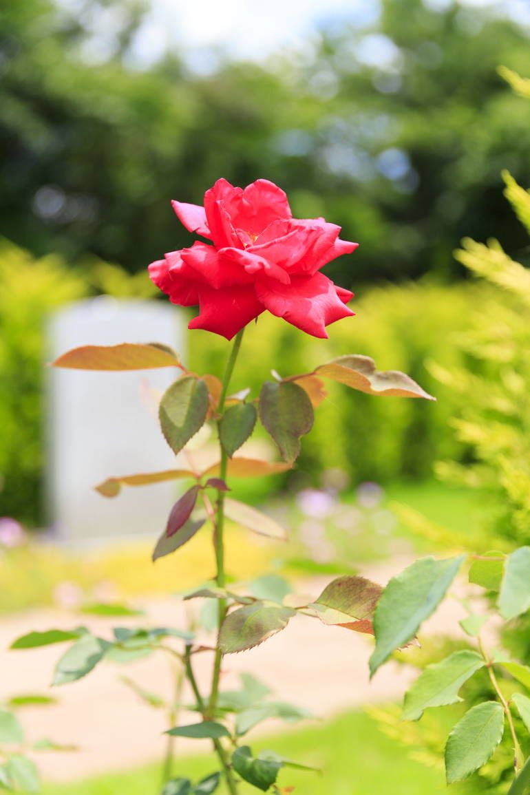 ふれあいの杜 天空　鮮やかな赤いバラ