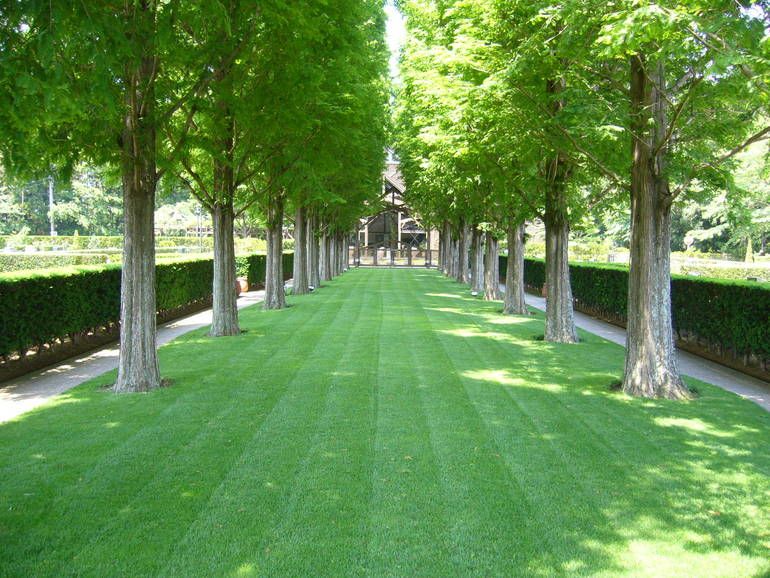 佐倉ふれあいパーク　芝生の参道とメタセコイアの並木道