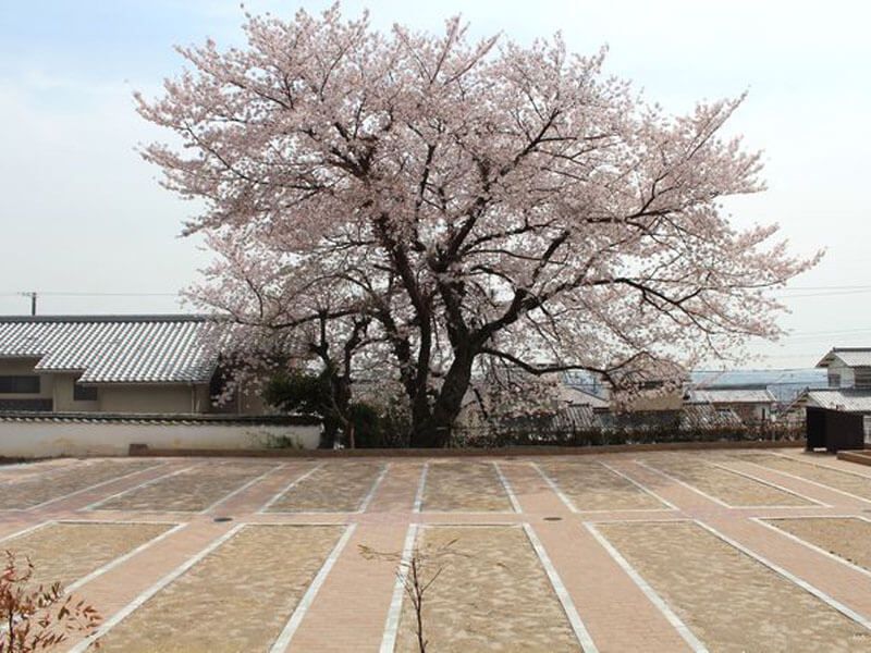 吉祥寺境内墓地 桜墓苑