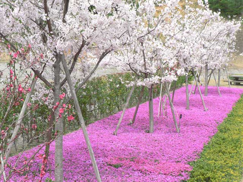 やすらぎ霊園 さくらメモリアルパーク