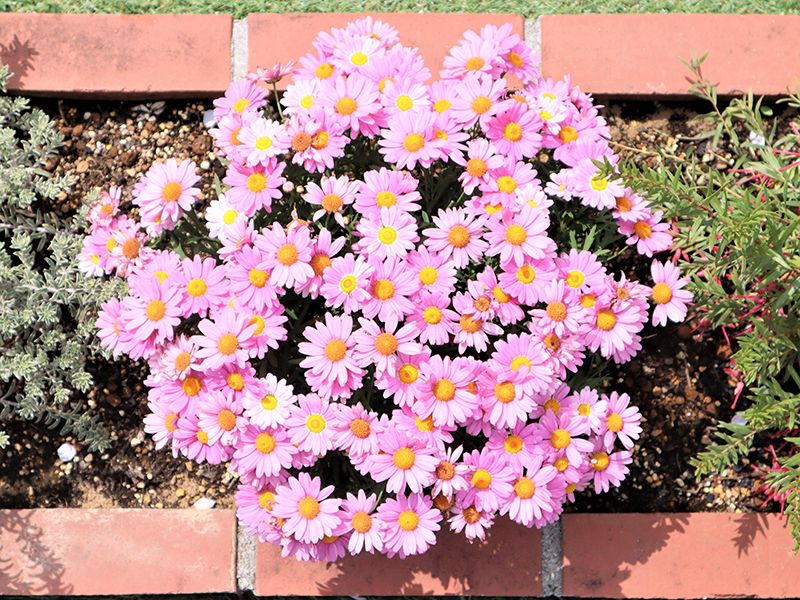 サニープレイス所沢 永代供養墓・樹木葬　様々な種類の花が咲き乱れる苑内