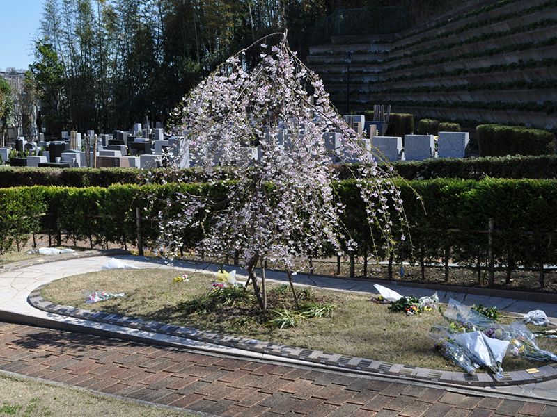 静林の丘 鶴ヶ峰霊園 樹木葬 桜乃樹木葬