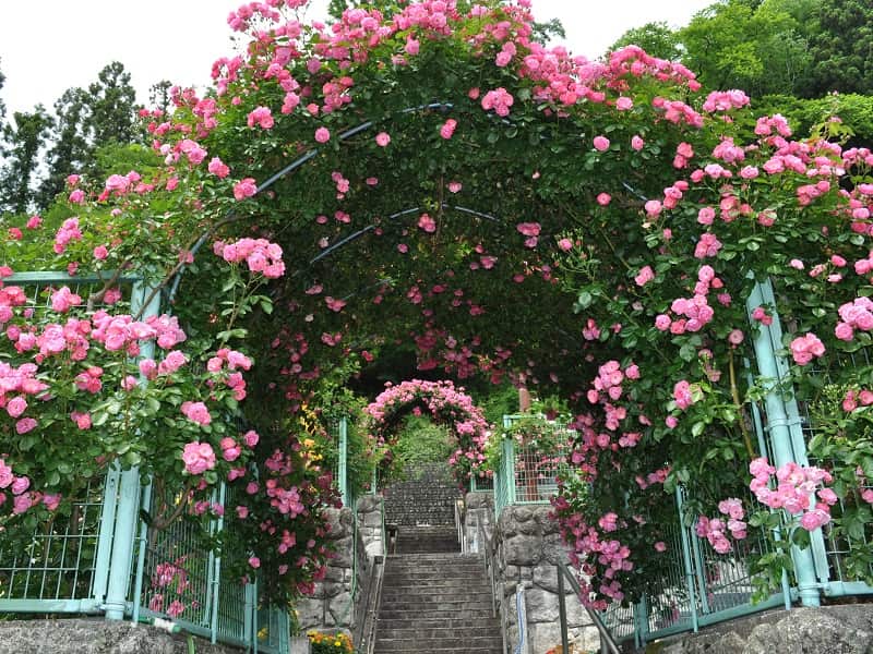 西東京墓苑　バラのアーチ