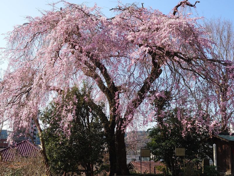 梅岩寺 青梅クラウドガーデン