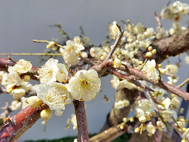 東山霊園 庭園墓 花樂苑
