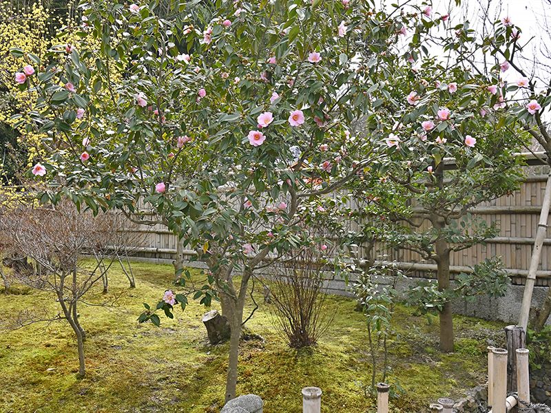 月眞院