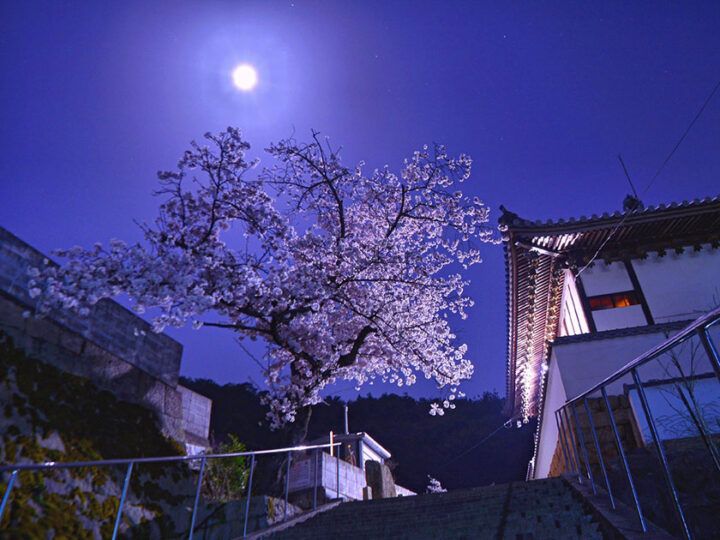 松林寺 のうこつぼ