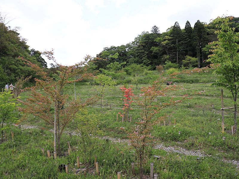 20～30年後は可憐な草花が咲く明るい林です。