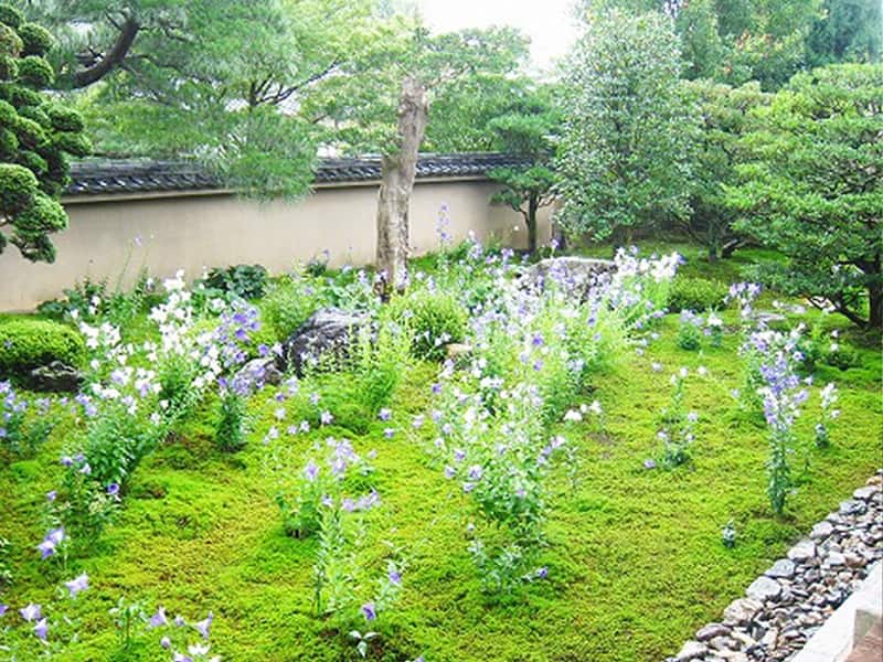 東福寺塔頭天得院内に咲いている花