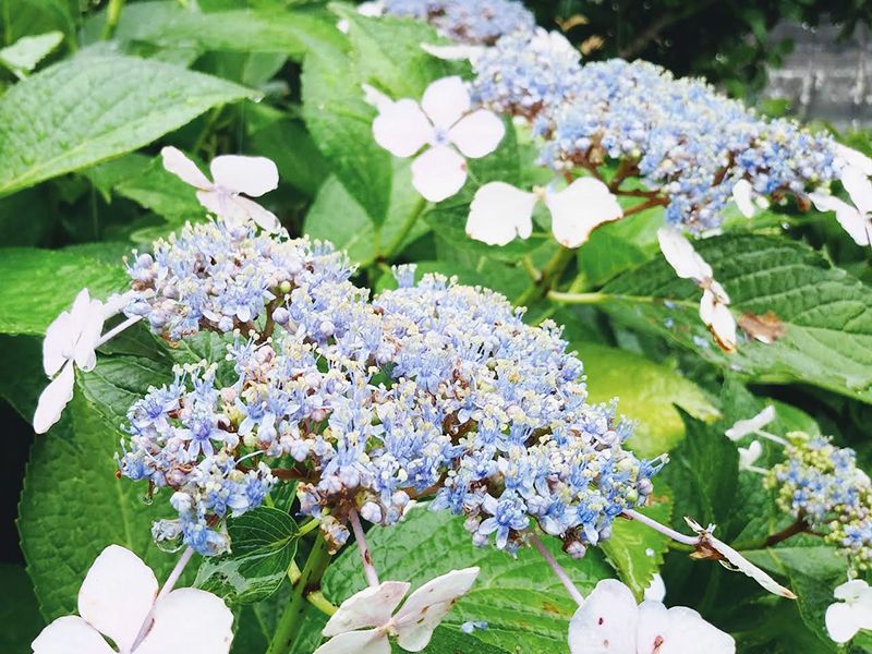 メモリーガーデンあじさいの杜霊園