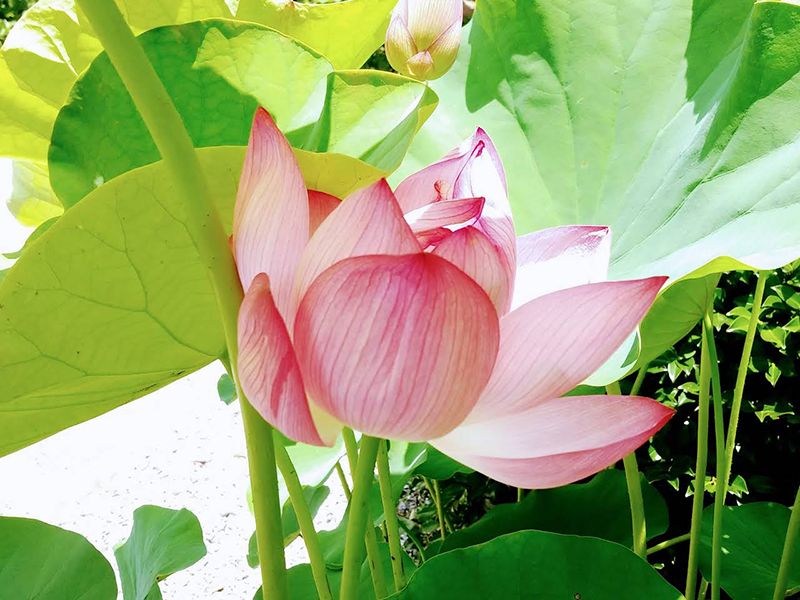 メモリーガーデンあじさいの杜霊園