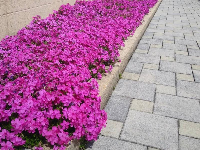 メモリーガーデン 彩の杜霊園