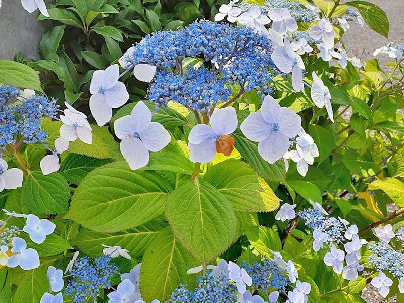 メモリーガーデン 彩の杜霊園