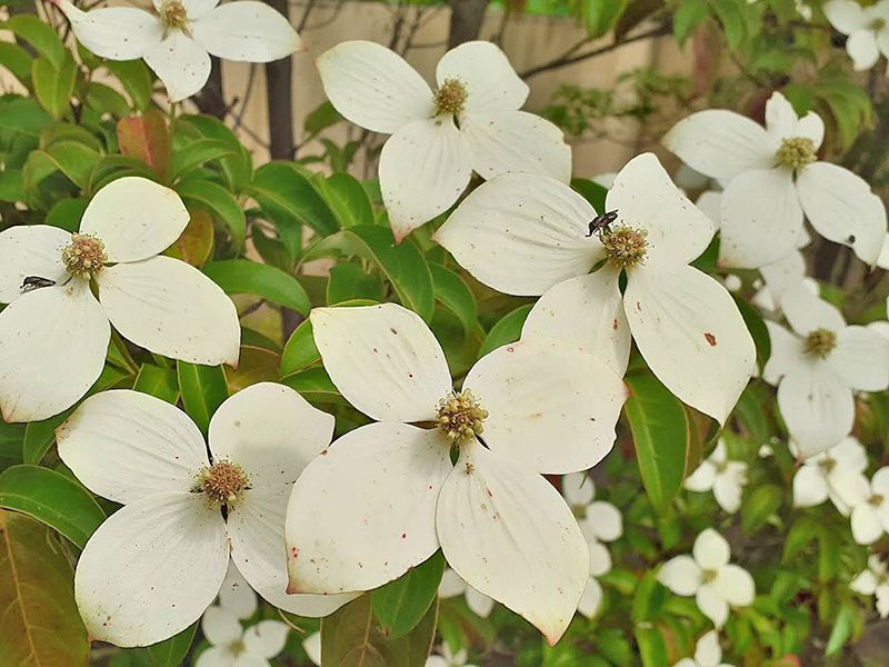 メモリーガーデン 彩の杜霊園