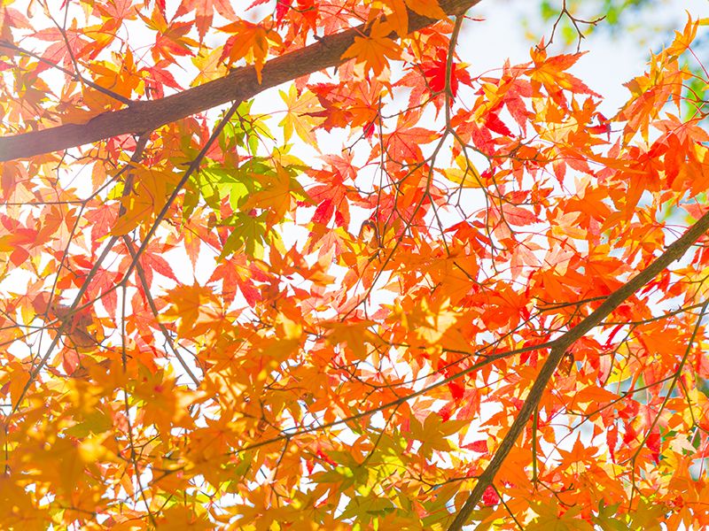 船橋霊苑 正延寺