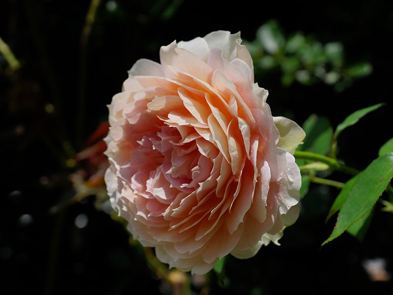 メモリアルローズガーデン善光寺加木屋別院