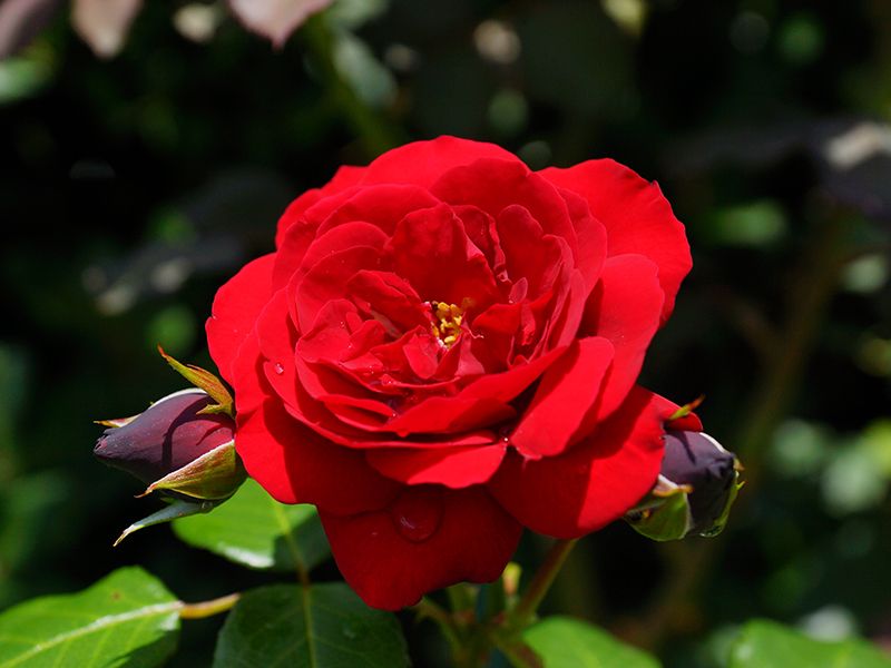 メモリアルローズガーデン善光寺加木屋別院