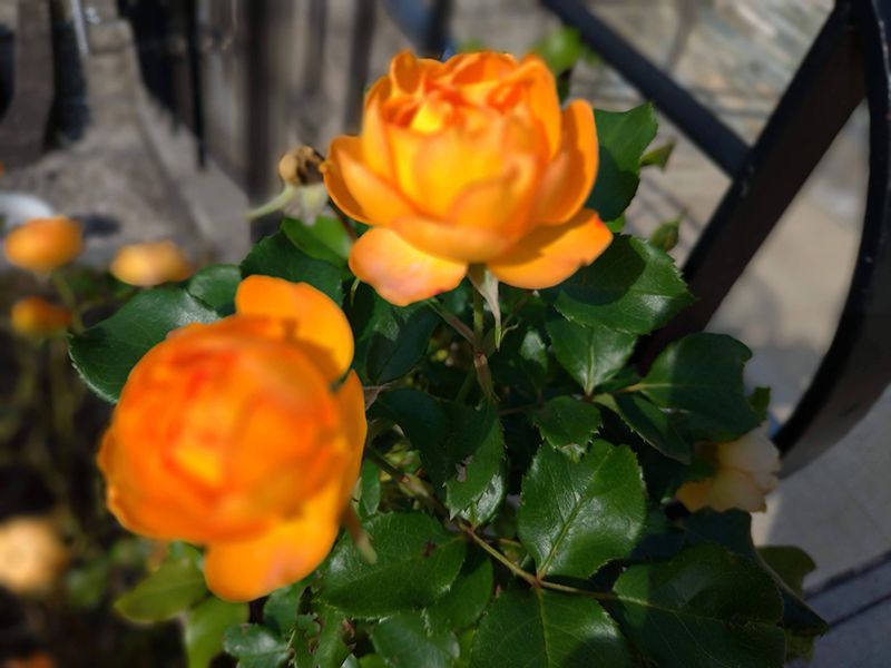 メモリアルローズガーデン善光寺加木屋別院