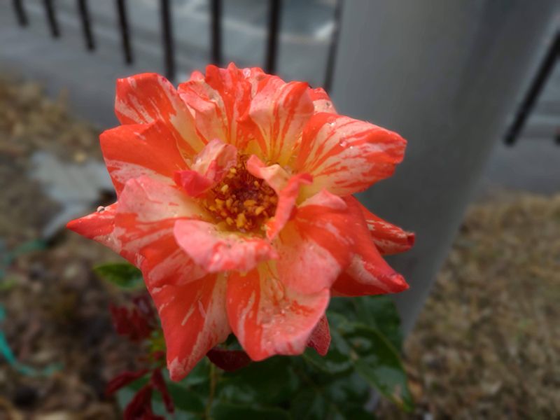 メモリアルローズガーデン善光寺加木屋別院