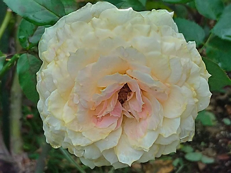 メモリアルローズガーデン善光寺加木屋別院