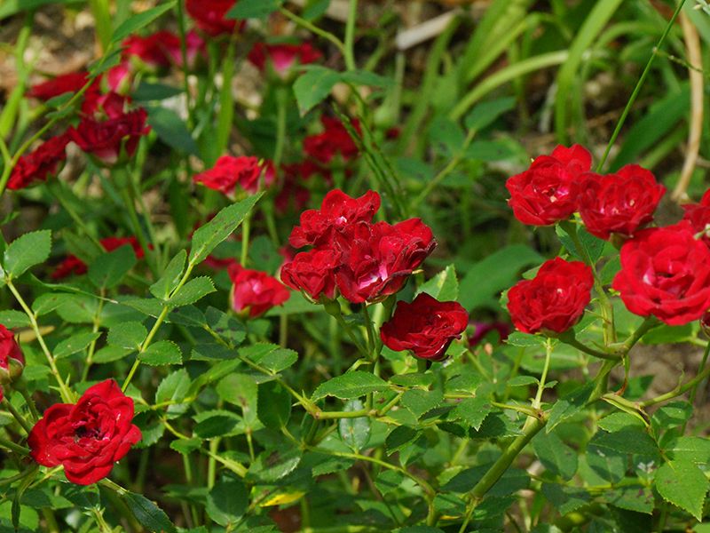 メモリアルローズガーデン善光寺加木屋別院