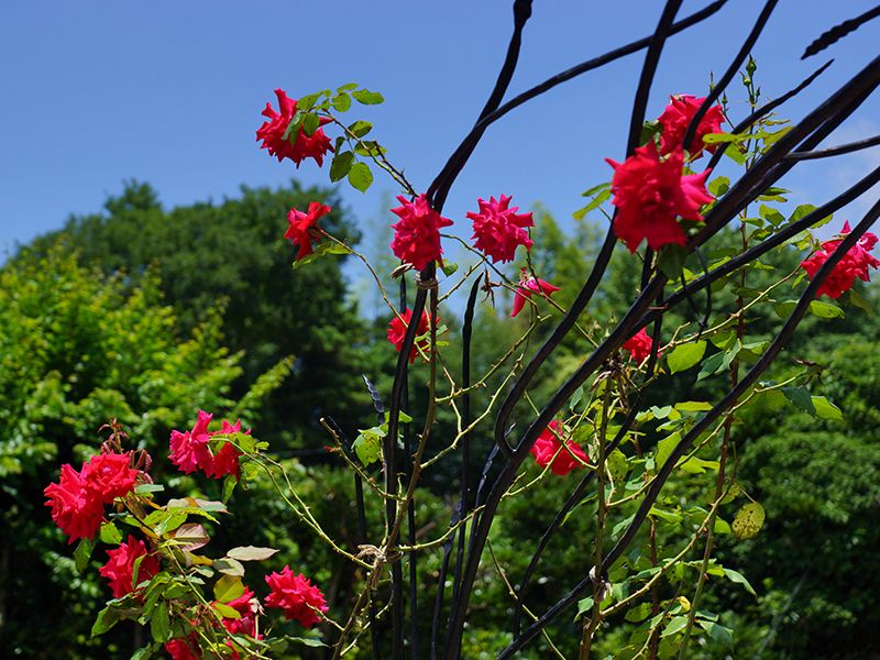 メモリアルローズガーデン善光寺加木屋別院
