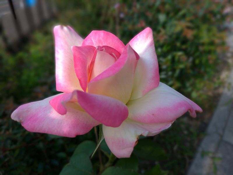 メモリアルローズガーデン善光寺加木屋別院