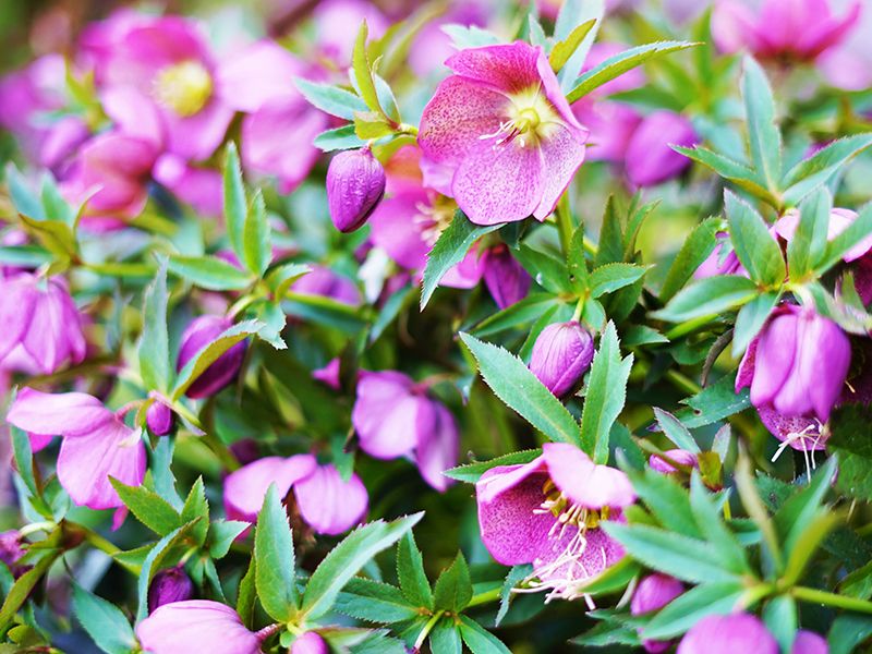 大多喜令和の杜