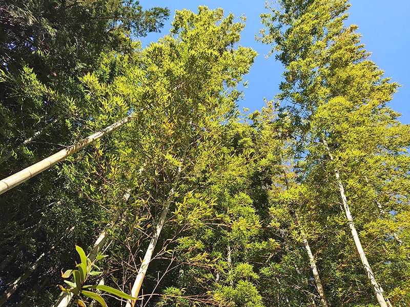 大多喜令和の杜