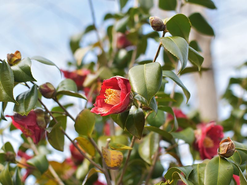 金沢八景令和の杜