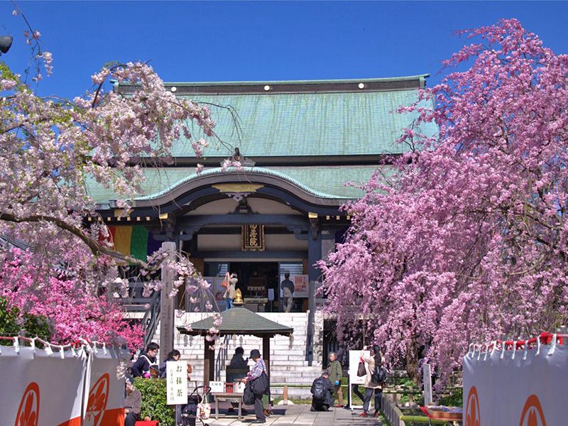 春は桜が見事