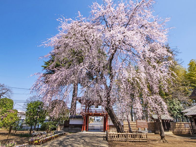 相頓寺墓苑
