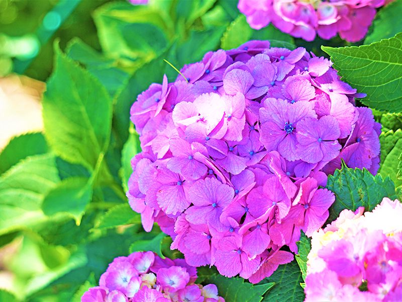 静岡永代供養墓霊園 普済寺
