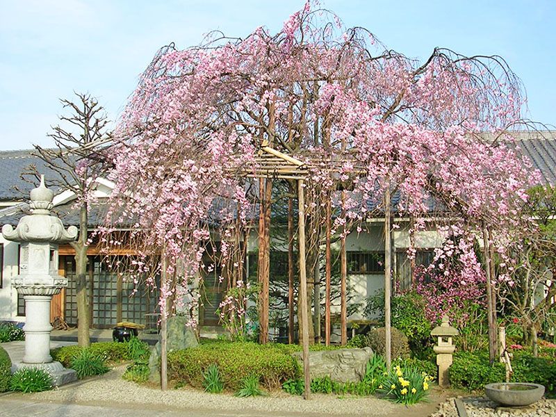 春には枝垂桜が優しく迎えてくれます