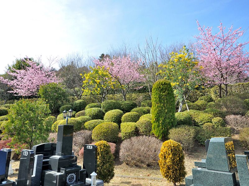 春を告げる桜とミモザ